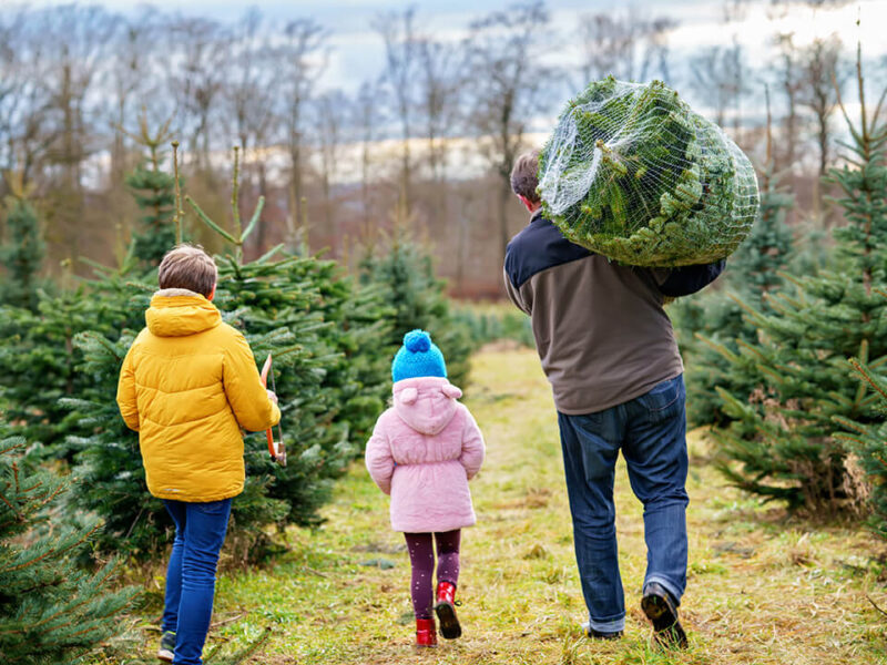 A young boy and girl with their dad who has a Christmas tree on his shoulder, walking through a row of evergreen trees